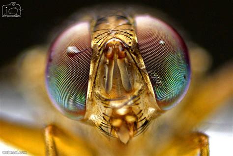 Excellent Examples Of Macro Photography