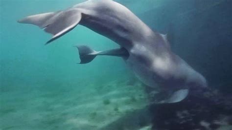 Baby Dolphin Birth In Bermuda Dolphin Quest Bermuda Youtube