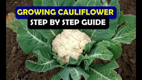 How To Grow Cauliflower From Seed At Home A Complete Step By Step