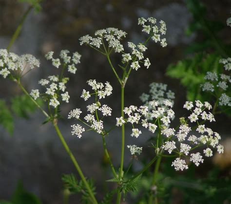 Cow Parsley Cow Parsley Plants Flowers