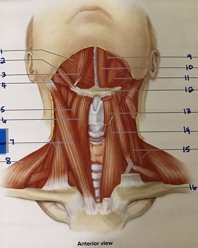 Muscles Of The Neck Flashcards Quizlet