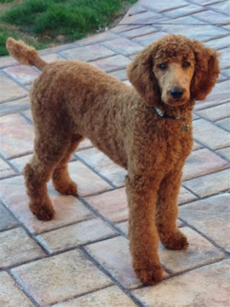I Think Red Standard Poodles Are Stunning And Elegant On So Many Levels