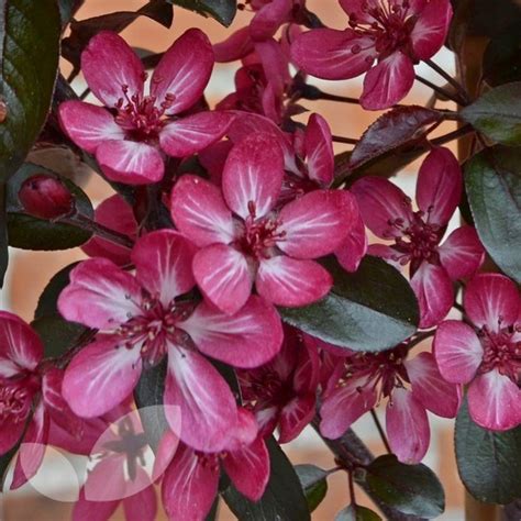 Medlars are amongst the oldest fruit grown here, and quinces add a perfume to your garden that is unmatched by any rose or lily. Crab Apple toringo Aros Trees For Sale | Dwarf Tree