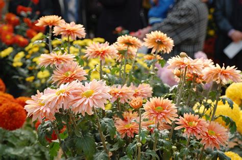 Flori De Toamnă La Grădina Botanică Şapte Pietre