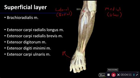 Posterior Compartment Of Forearm Overview Of Upper Limb Dissection