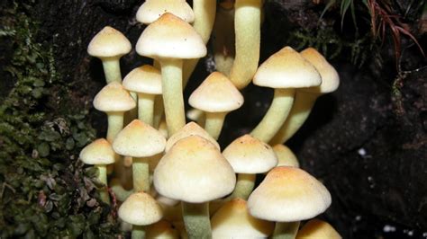 10 Edible And Poisonous Mushrooms Guide To Mushroom