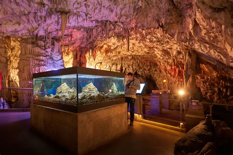 50 Breathtaking Postojna Cave Photos To Inspire You To