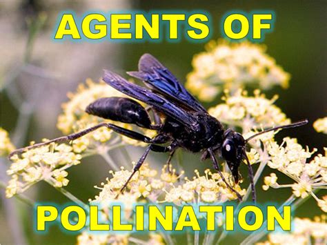 6 Agents Of Pollination Owlcation