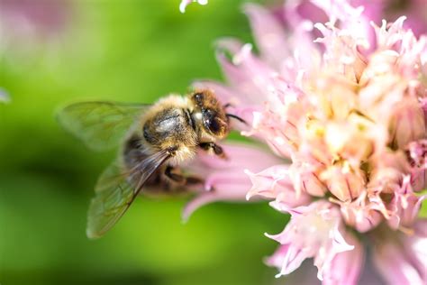 The Importance Of The Bee Food Chain