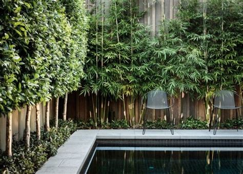 10 Privacy Plants For Screening Your Yard In Style Screen Plants