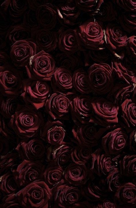 Maroon Roses Background 640 X 465 Jpeg 36 кб Go Images Load