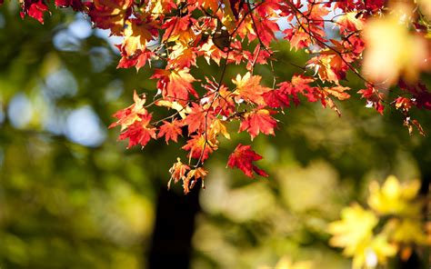 Download 3840x2400 Wallpaper Autumn Nature Leaves Bokeh Blur 4k