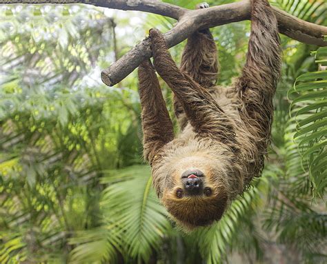 Inspector Sloth Cute Funny Sloth Animals Hd Wallpaper Peakpx
