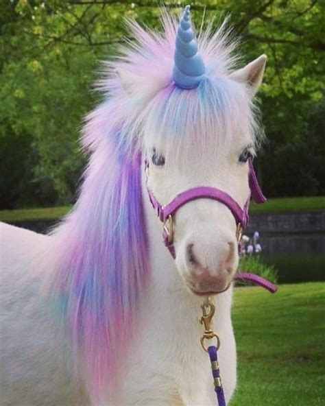 Pin By Emmaleigh💗 On Einhorn Cute Baby Animals Unicorn Pictures