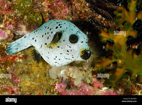Black Spotted Puffer Fish Hi Res Stock Photography And Images Alamy