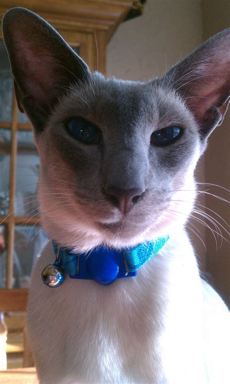 Blue Point Siamese Cat I Want A Siamese Cat And I Want