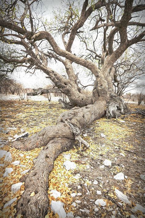 Long Roots Of A Tree In Kalahari Desert Photograph By Belinda Greb Pixels