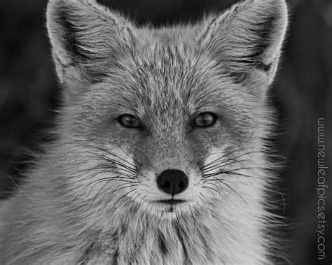 Black And White Red Fox Photograph Animal By Newleafpics On Etsy