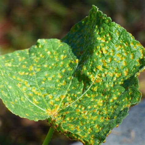 What Is Hollyhock Rust Disease Learn About Hollyhocks With Rust Fungus