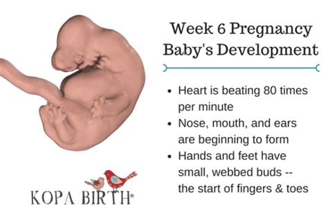 Week 6 Pregnancy Symptoms Ultrasound And What To Expect • Kopa Birth®