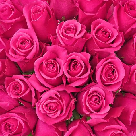 Natural Hot Pink Roses Choose From 25 To 200 Stems Pink Roses