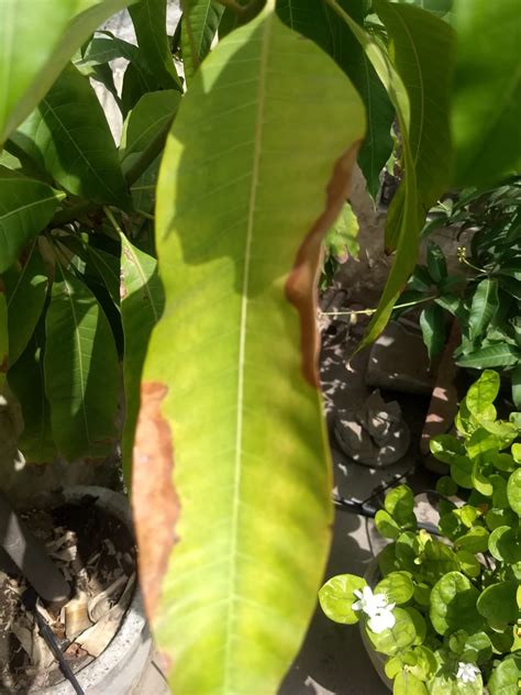 Leaves Of My Mango Plat Are Turning Brown From The Edges Gardening