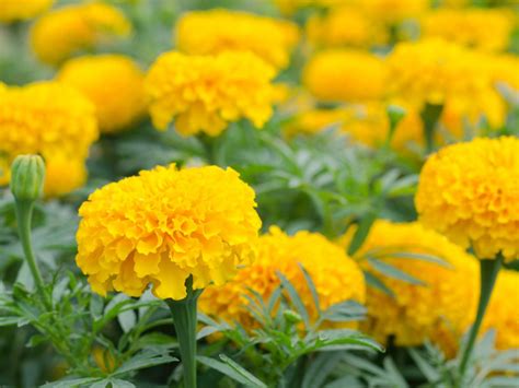 Marigold Uses And Benefits Different Ways To Use Marigold Plants