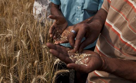 Crop Yields Inadequate To Feed The World By 2050 Study Climate Central