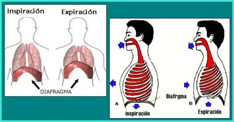 Una Correcta Respiración Beneficia Nuestra Salud