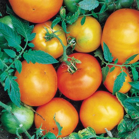Caro Rich Tomato Large Tomato Variety Seeds Totally Tomatoes