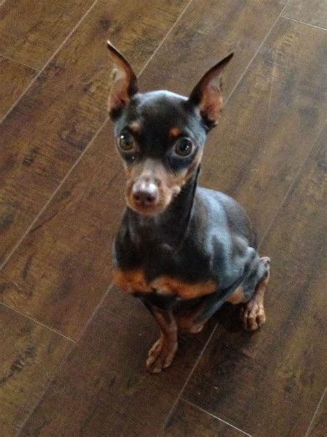 My Sweet Little Baybay Shes A Chocolate And Rust Min Pin Mini Pinscher