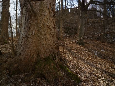 Oldest Trees Najstarsze Drzewa Z Cyklu Drzewa Zamkowe From The