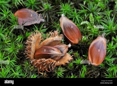 Beech Tree Seeds Hi Res Stock Photography And Images Alamy