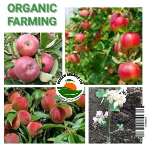 Apple Farming Orchard In Kenya Oxfarm Organic Ltd