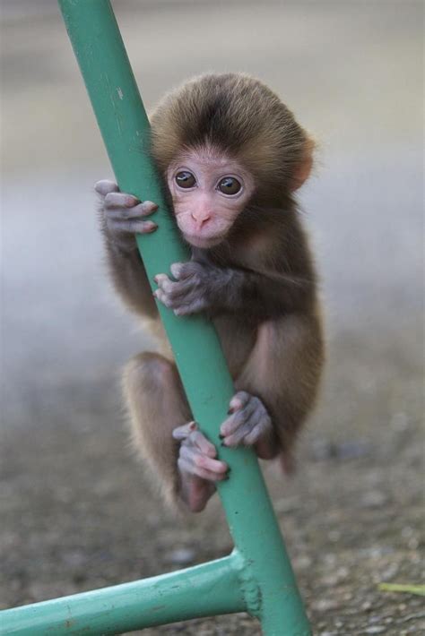 19 Best Images About Monkeying Around On Pinterest