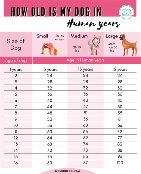 Dog Age Calculator How Old Is My Dog In Human Years Monkoodog
