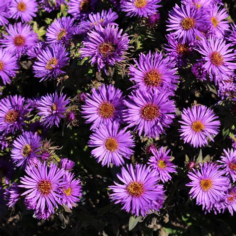 Aster Novae Angliae ‘purple Dome Multiplants