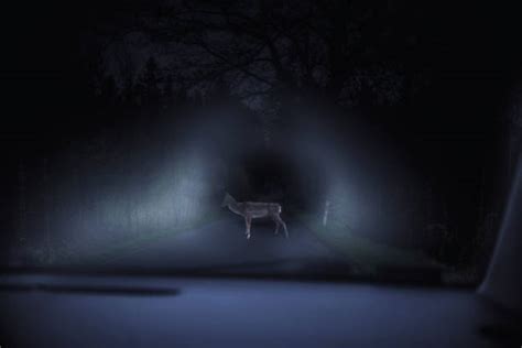 Deer At Night Stock Photos Pictures And Royalty Free Images Istock