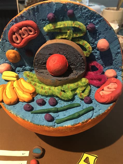 Animal Cell Model Science Project Cells Project Animal Cells Model