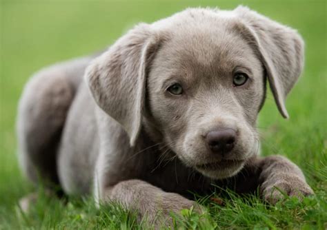 12 Common And Rare Labrador Retriever Colors Pets Roof