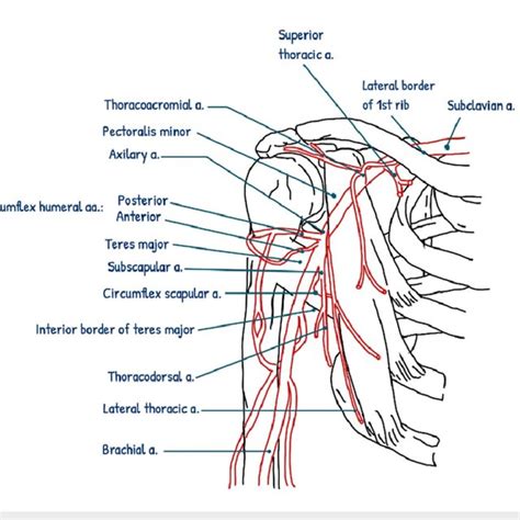schematic diagram of the axillary artery illustrating the normal origin download scientific