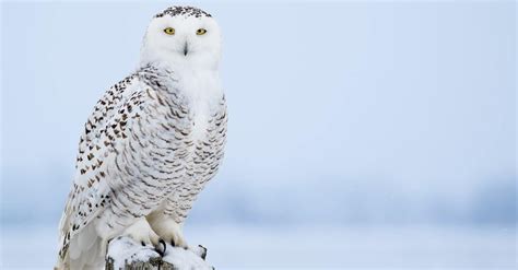 Snowy Owl Bird Facts Bubo Scandiacus Az Animals