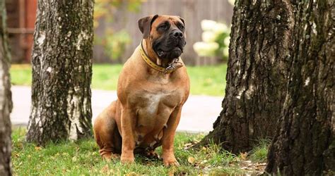 Boerboel Dog Breed Information And Facts Pictures Pets Feed