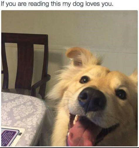 30 Doggo Memes That Will Leave You Feeling Warm And Fuzzy Excited