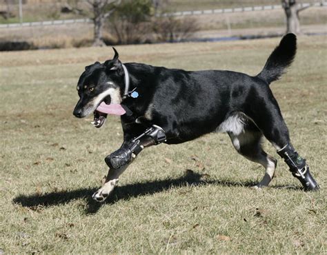 Andre The Two Legged Dog In Denver Colorado Amazing Bionic Animals