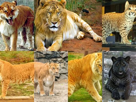Big Cat Hybrids List A Panthera Hybrid Also Known As A Big By James Alain L Medium
