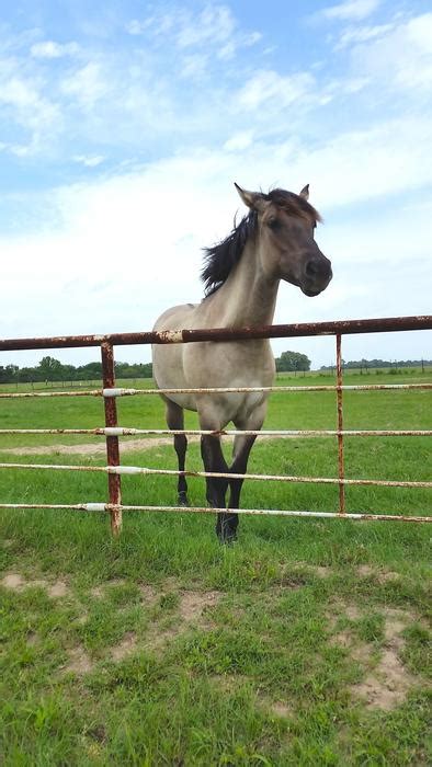 Grey Horse In Fenced Corral Free Image Download