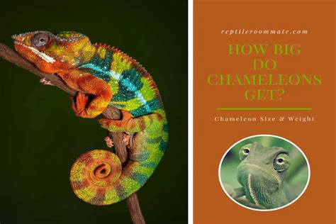 How Big Do Chameleons Get Reptile Roommate