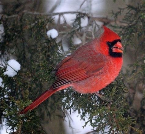 Pin By Jobear Dumas On Cardinalslittle Red Bird Bird Photo Bird
