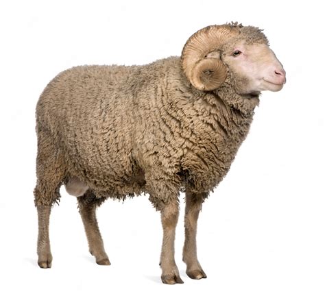 Premium Photo Arles Merino Sheep Ram Standing